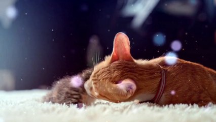 Kitten Relaxing Music,Cat Love Relaxing Music, Mind Refresher, Peaceful Soothing Music