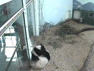 2/27/08~ Lun Holding & Loving On Mei Lan~10:40to11:10 et