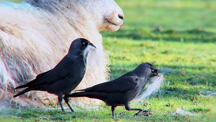 Birds That Went Too Far to Build a Nest