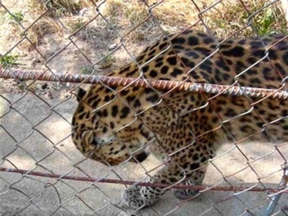 leopard kampot