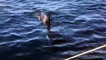 Una orca ataca una embarcación en aguas del Estrecho de Gibraltar