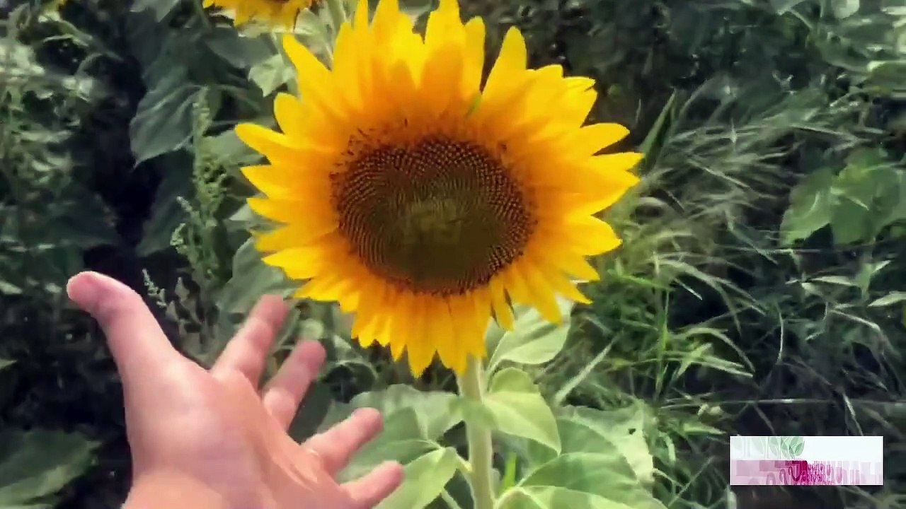 sunflower and grapes