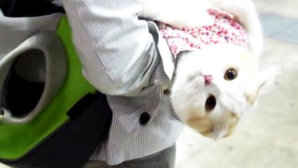 코로나 우울 '고양이'는 좋은 친구..관련 책도 인기 / YTN