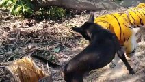 Wow Nice Funny Fake Tiger Prank Dog Run Try To Stop Laugh Challenge 2021