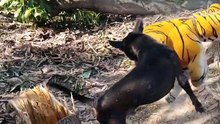 Wow Nice Funny Fake Tiger Prank Dog Run Try To Stop Laugh Challenge 2021
