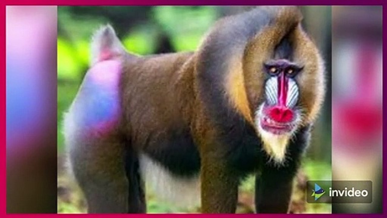 Getting to Know Mandrill, a Beautiful Colored Primate from Africa