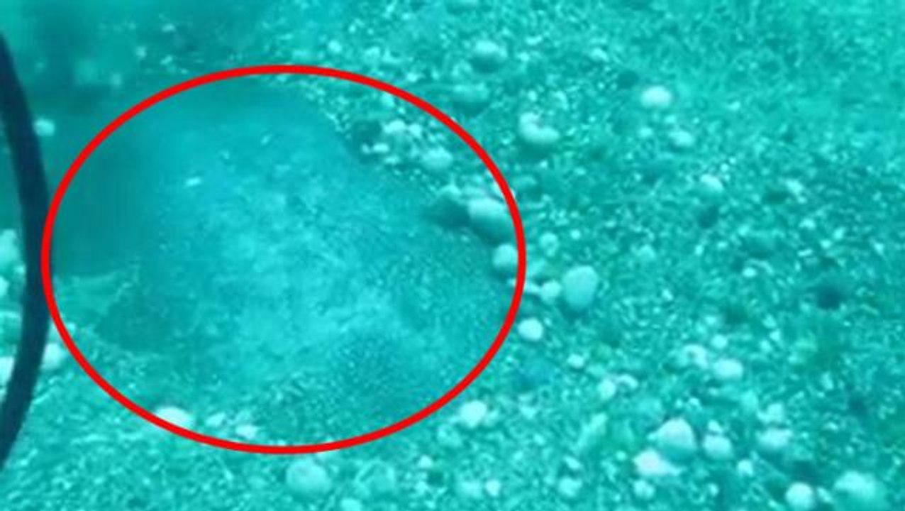 Tam 1,5 metre çapında ve 80 kilo! Nil Kaplumbağası denizin dibinden zor çıkarıldı