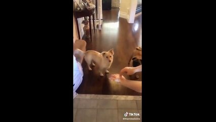 Cutest Animals on Tik Tok