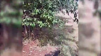 Vídeo: Internauta flagra óleo sendo despejado no Lago Municipal de Cascavel