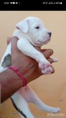 American bully puppy