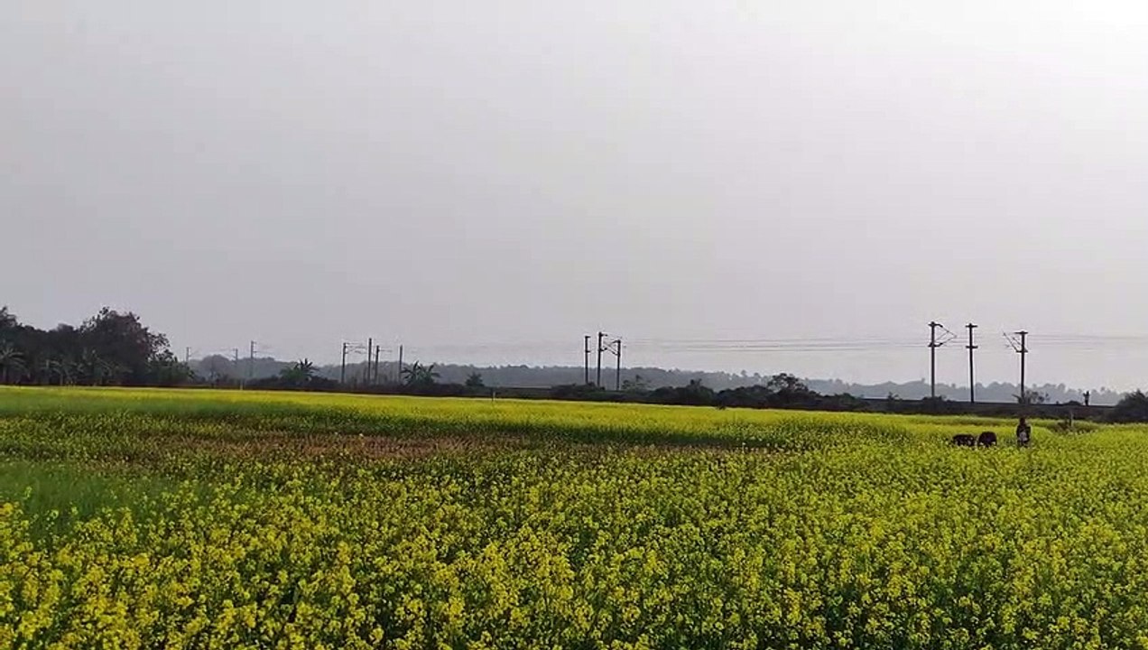 Two Buffaloes are playing in the Mustard field in an afternoon __ INDIA