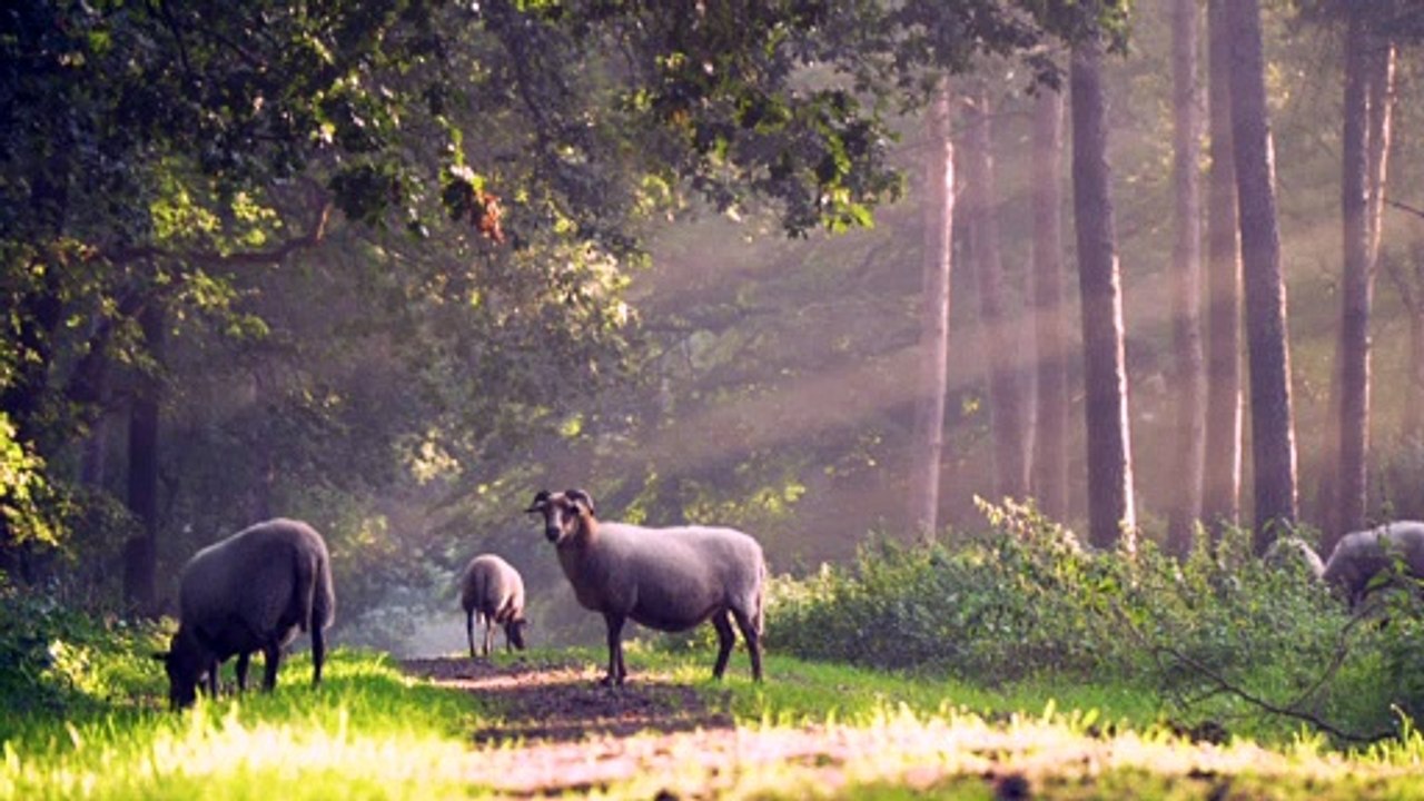 Sheep - 57647