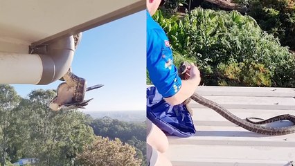 'Australian Snake Catcher SMARTLY Bags Python Hanging from the High Gutter'