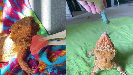 'Adorable, Foodie Lizards Munching on DELICIOUS Treats '