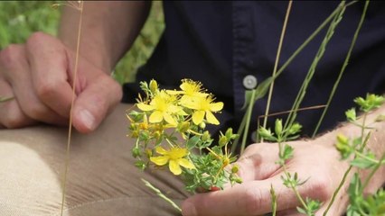 Santé - Attention aux plantes toxiques !