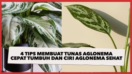 4 Tips Membuat Tunas Aglonema Cepat Tumbuh dan Ciri Aglonema Sehat