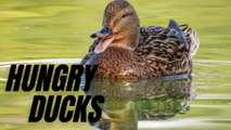Hungry Duck Feeding At The Pond | Sound Effects Ducks Quacking | Kingdom Of Awais
