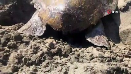 Mersin kumsalında dünyada ender görülen bir olay yaşandı