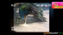 Live Video of peacock Eating in Jungle song