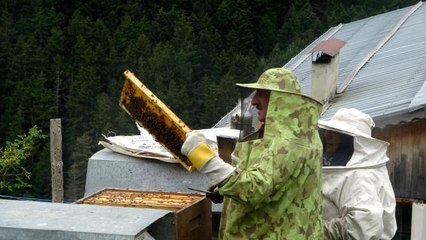 Anzer Balı'nda bal sağımı gerçekleştirildi