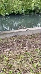 Shock as mink spotted in Horsham Park