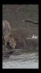 wild life