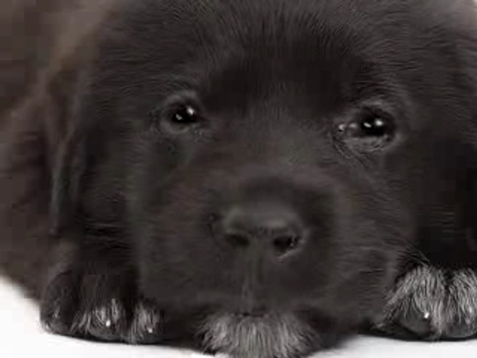 Chien qui chante petit papa noel