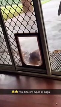 Quand t'as deux types de chiens différents