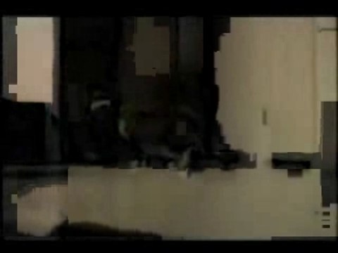 Ils sont fous ces chats !