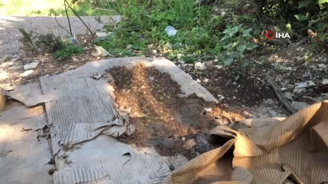 Doğaya bilinçsizce bırakılan köpek mamaları sağlığı tehdit ediyor