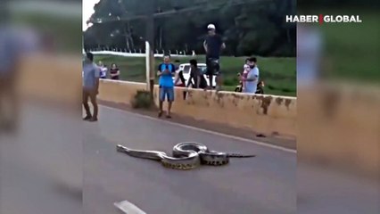 Yolun karşısına geçen dev yılana araçlar durup yol verdi