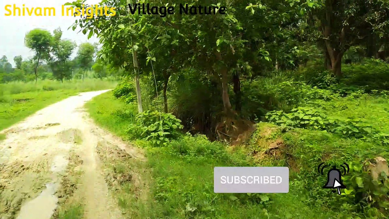 Ayodhya Village Nature || Shivam Insights