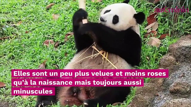 Zoo de Beauval : découvrez les noms français des deux nouveaux bébés pandas (vidéo)