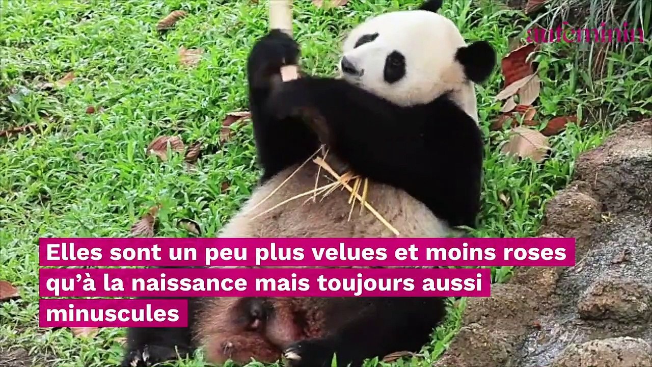 Zoo de Beauval : découvrez les noms français des deux nouveaux bébés pandas (vidéo)