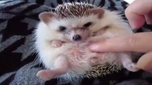 Funny Animals - Cute Porcupines #32 - Animals Video 2021