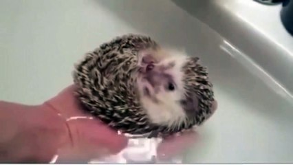Funny Animals - Cute Porcupines #34 - Animals Video 2021