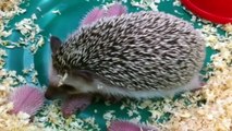 Funny Animals - Cute Porcupines #37 - Animals Video 2021