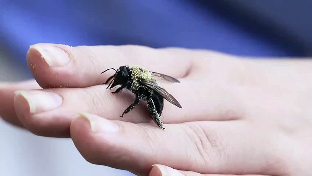 bee