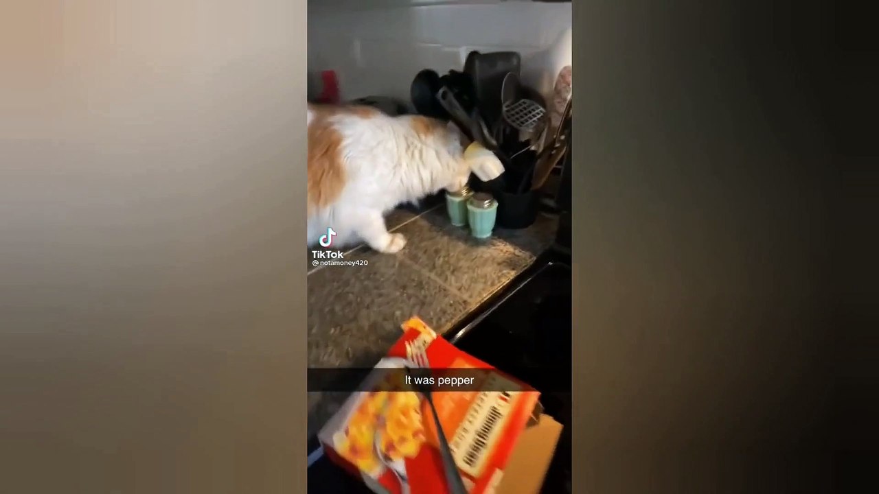 super funny cat videos try not to laugh
