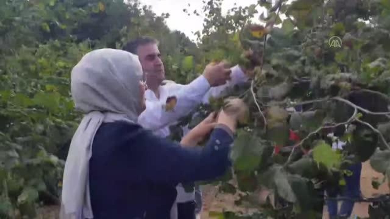 AK Parti Kocaeli Milletvekili Katırcıoğlu, Kandıra'da fındık hasadına katıldı