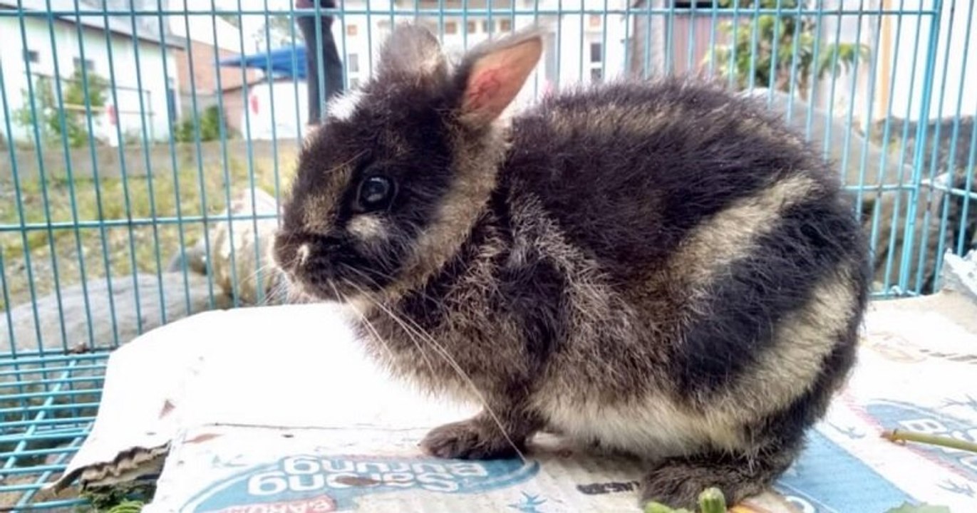Sumatra : un lapin rayé très rare sauvé d'une vente sur Facebook par une ONG