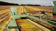 Agriculture : petites récoltes pour le lin