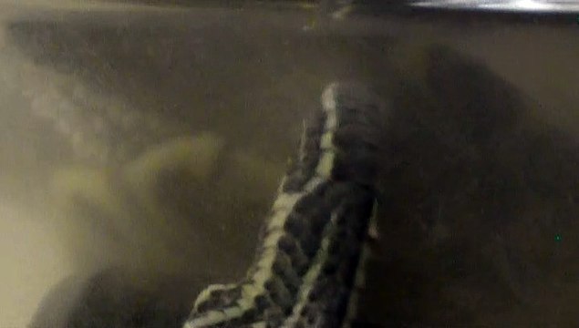 【Lamu chan】3467【ラムちゃん】