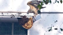 Honey Buzzard Hunts Honey Bees Nest