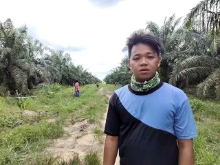 Tanah Adat Talang Jerining - Inhul di Kebun Sawit Diukur Bersama