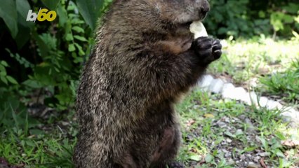 These Hungry Baboons Really Love Sharing Snacks with Humans!