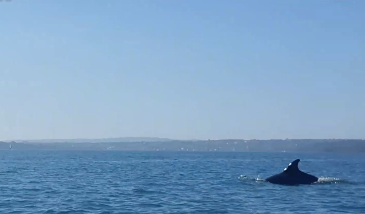 Dauphins dans la baie_de_Saint-Brieuc