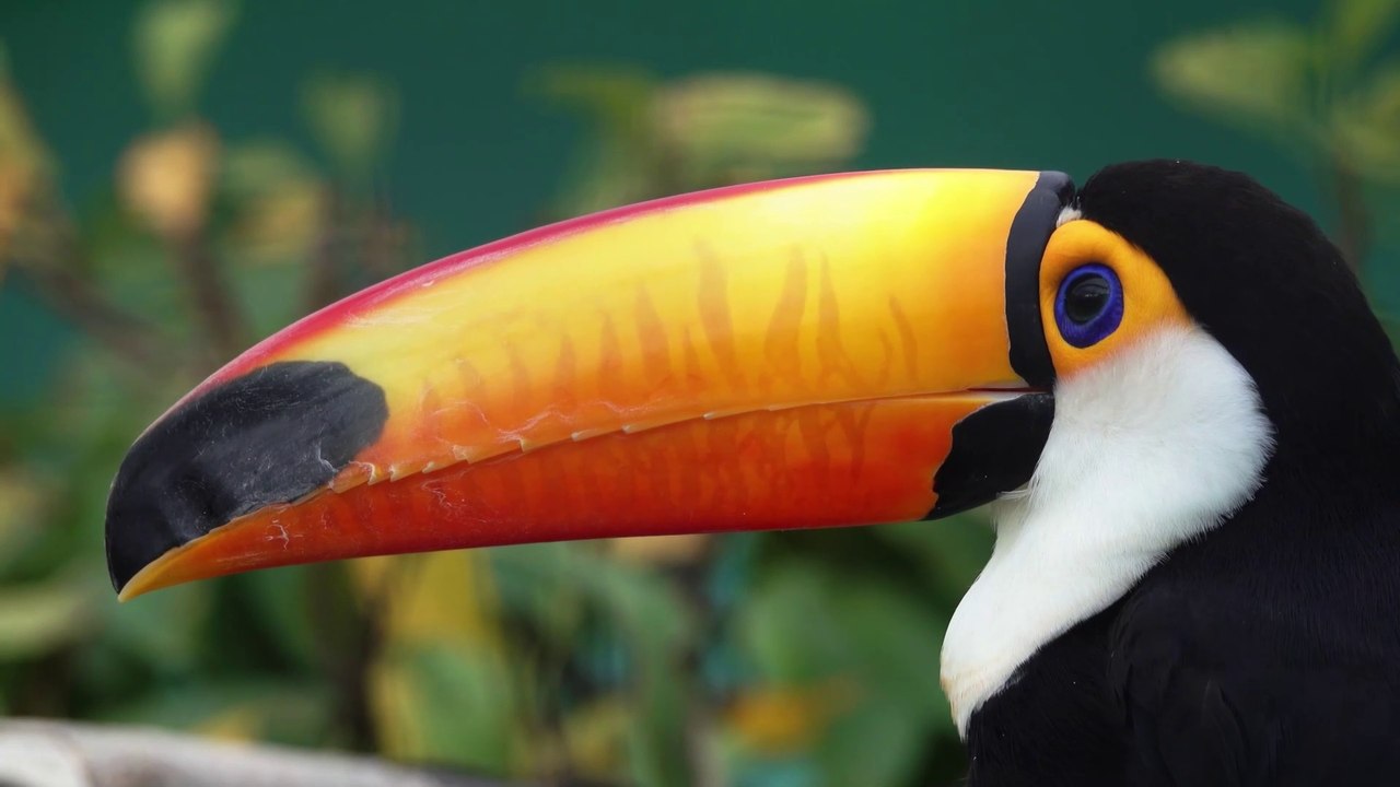 The most beautiful birds in the world.