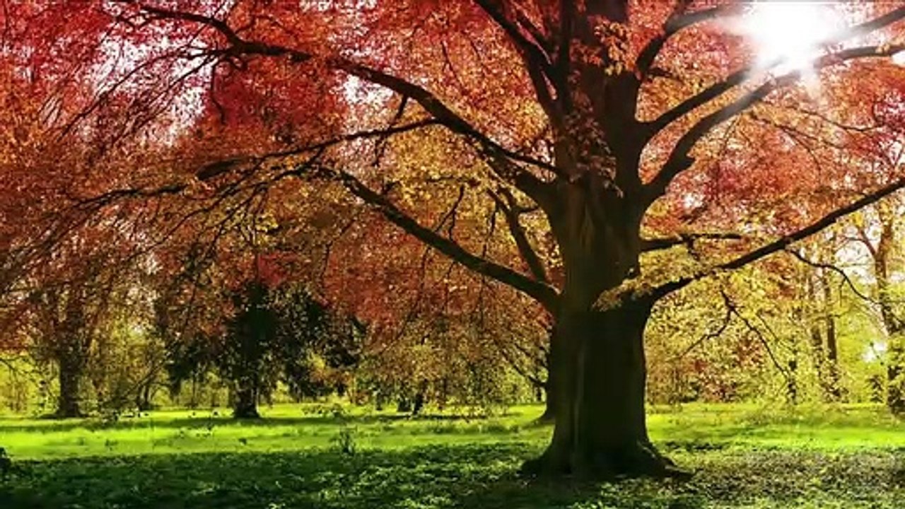 Florais de Bach - Beech