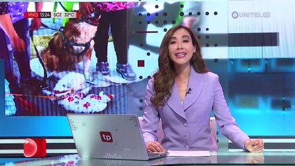 Los perritos son ahora mucho más que mascotas, para algunos son considerados sus ‘perrijos’
